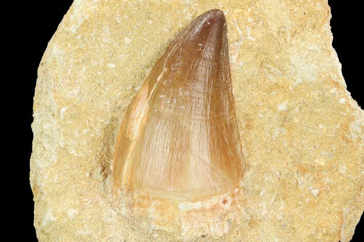 Mosasaur (Prognathodon) Tooth - Morocco #123222